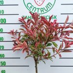 Červienka fraserova (Photinia fraseri) ´PINK MARBLE´ - výška 90-100 cm, kont. C7L  - NA KMIENKU 